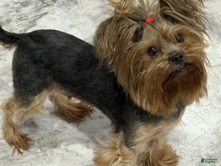 Yorkshire Terrier dogs Yorkshire Terrier Adult Female - Ad 29