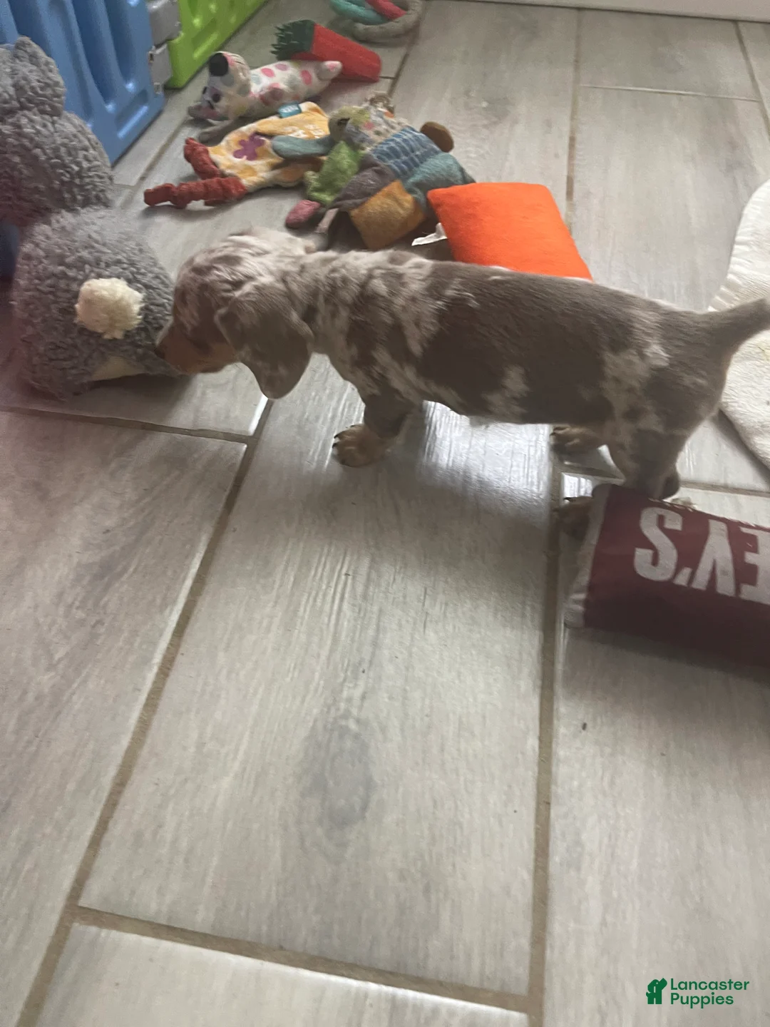 Miniature Dachshund dogs for sale: Scamp - Mini Isabella Dapple Boy  - Ad 4
