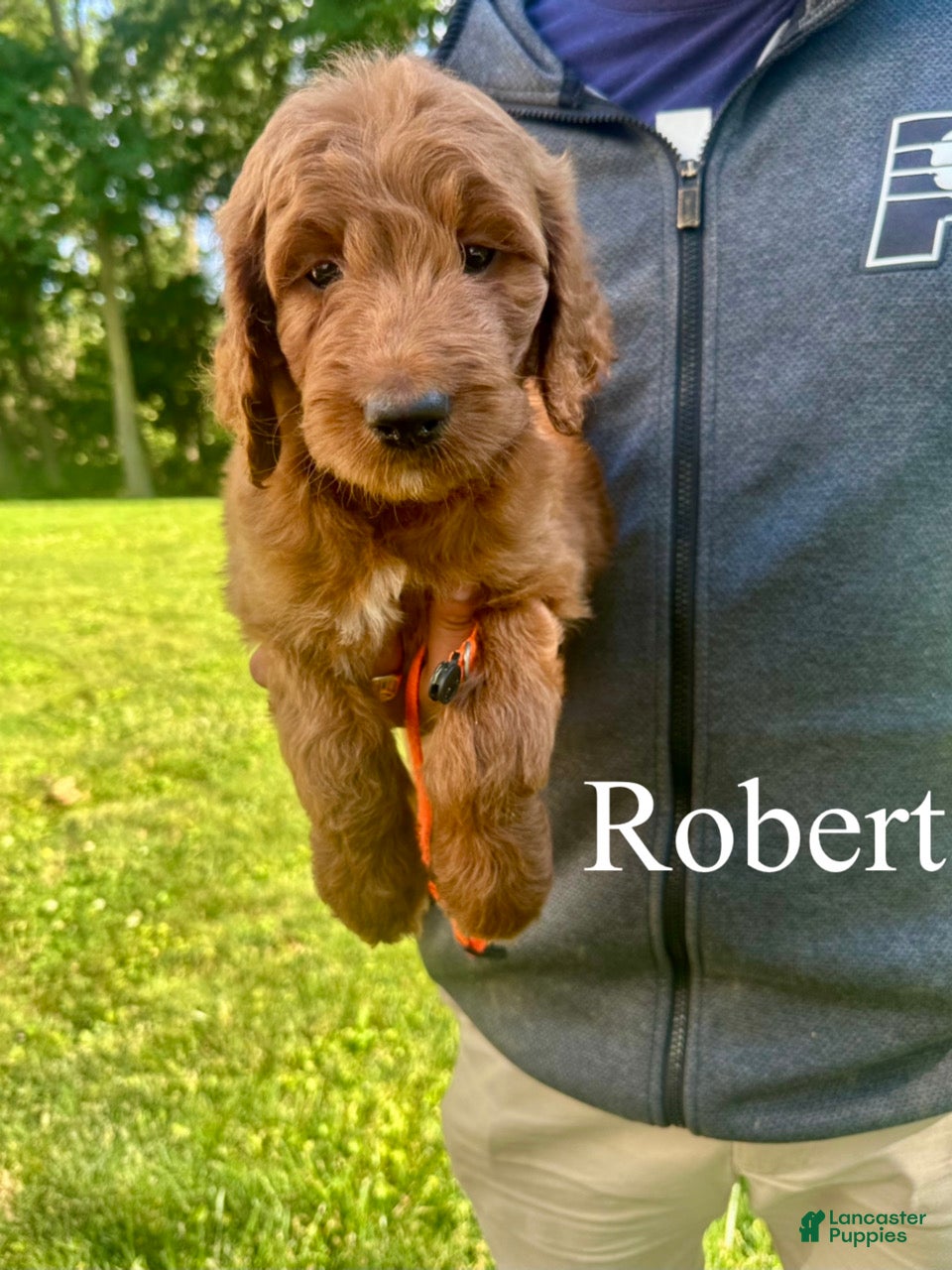 Goldendoodle dogs Robert - Ad 1