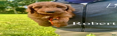 Robert