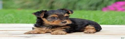 Yorkshire Terrier dogs for sale: Izzy - Ad 4