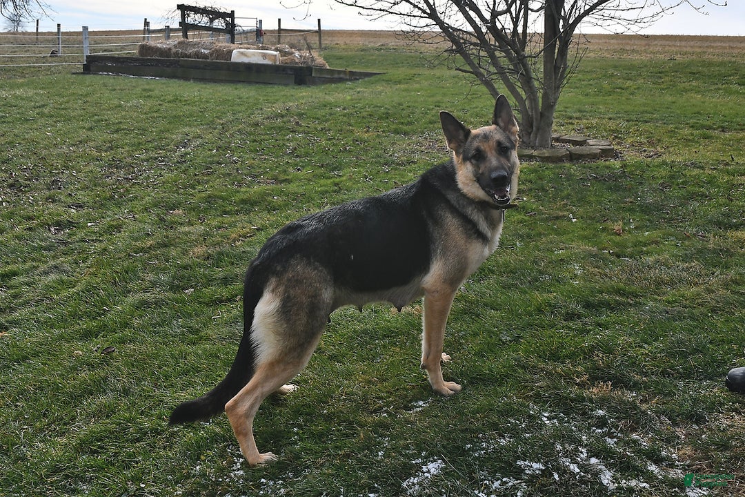 German Shepherd dogs for sale: Bentley - Ad 6