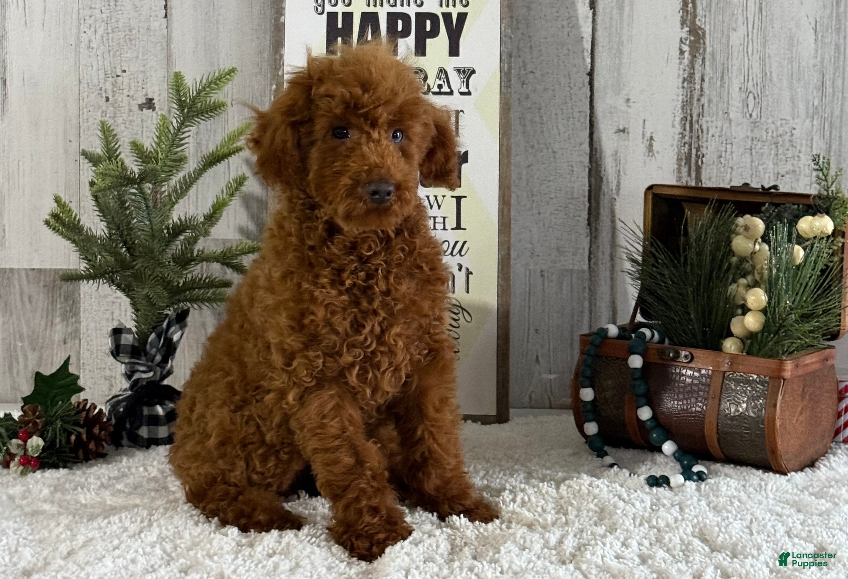 Toy Poodle dogs Popper - Ad 15