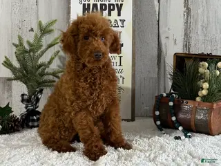 Toy Poodle dogs Popper - Ad 28