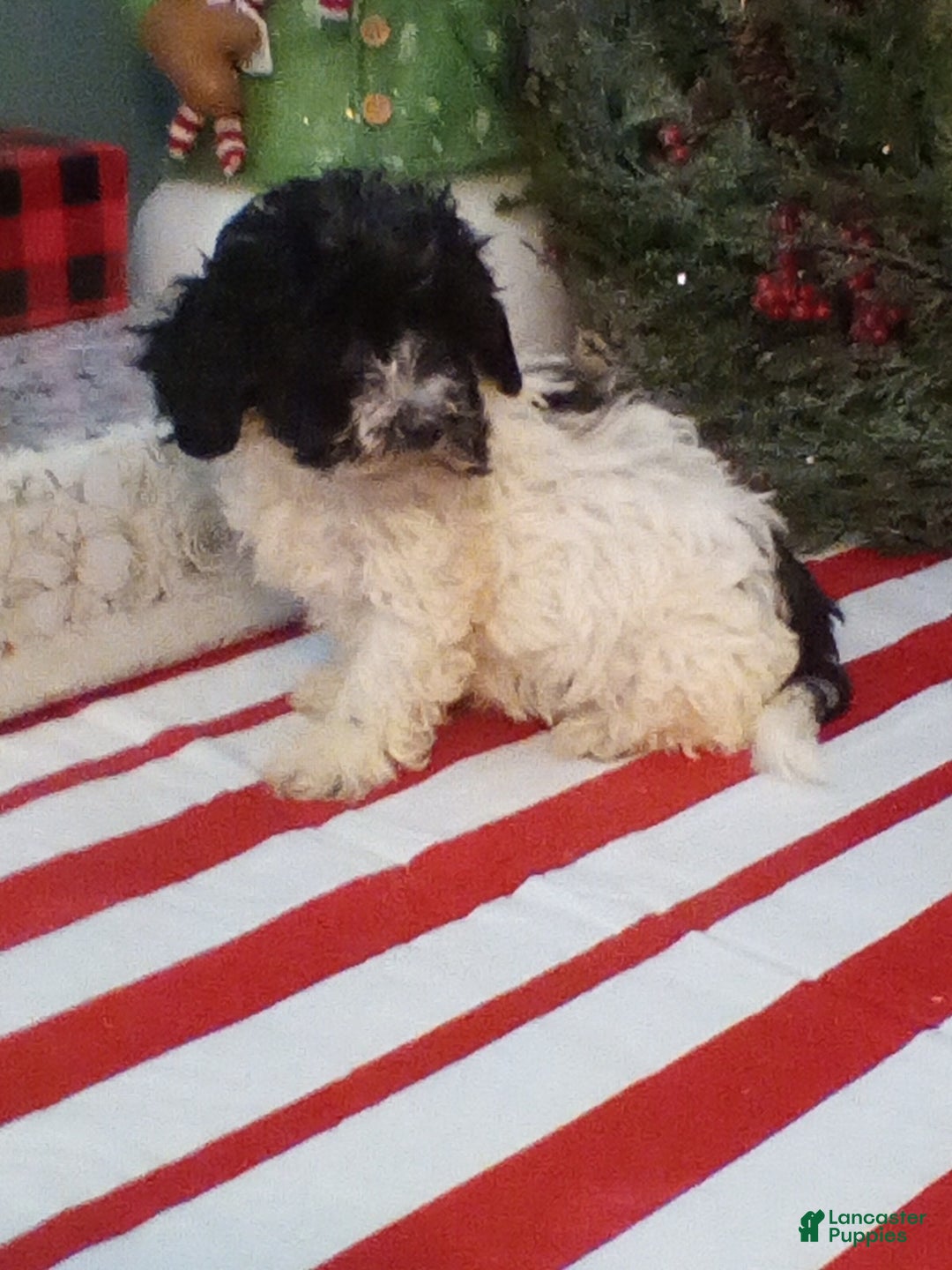 Havapoo dogs for sale: Bella - Ad 2