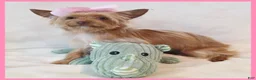 Yorkshire Terrier dogs for sale: Abby - Ad 4