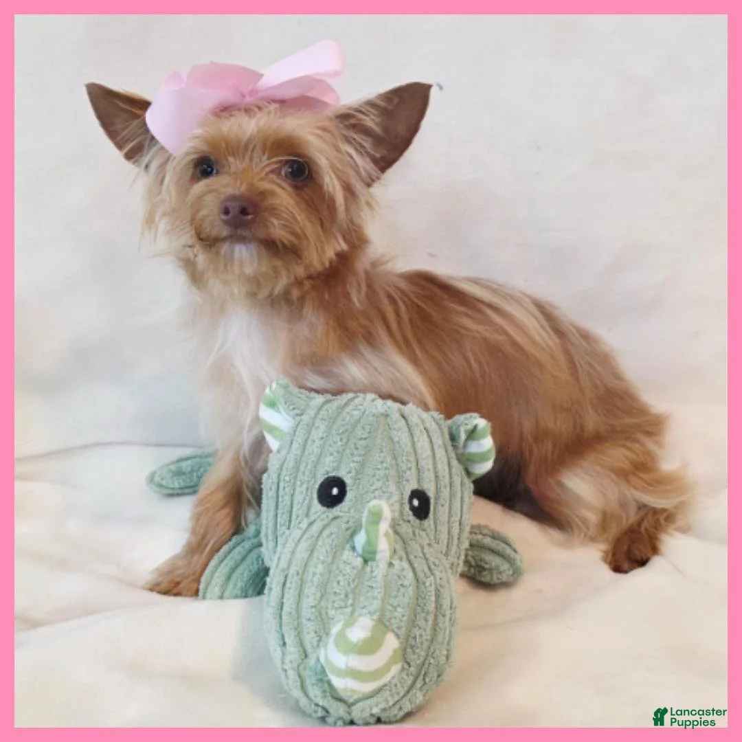 Yorkshire Terrier dogs for sale: Abby - Ad 4
