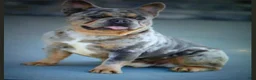 French Bulldog dogs for sale: Asher - Ad 7