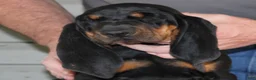 Black And Tan Coonhound dogs for sale: Poppy - Ad 2