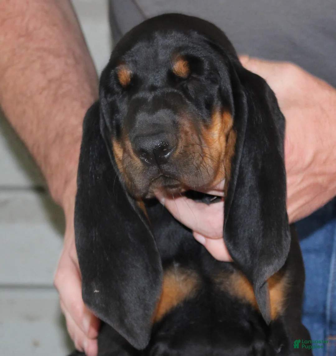 Black And Tan Coonhound dogs for sale: Poppy - Ad 2