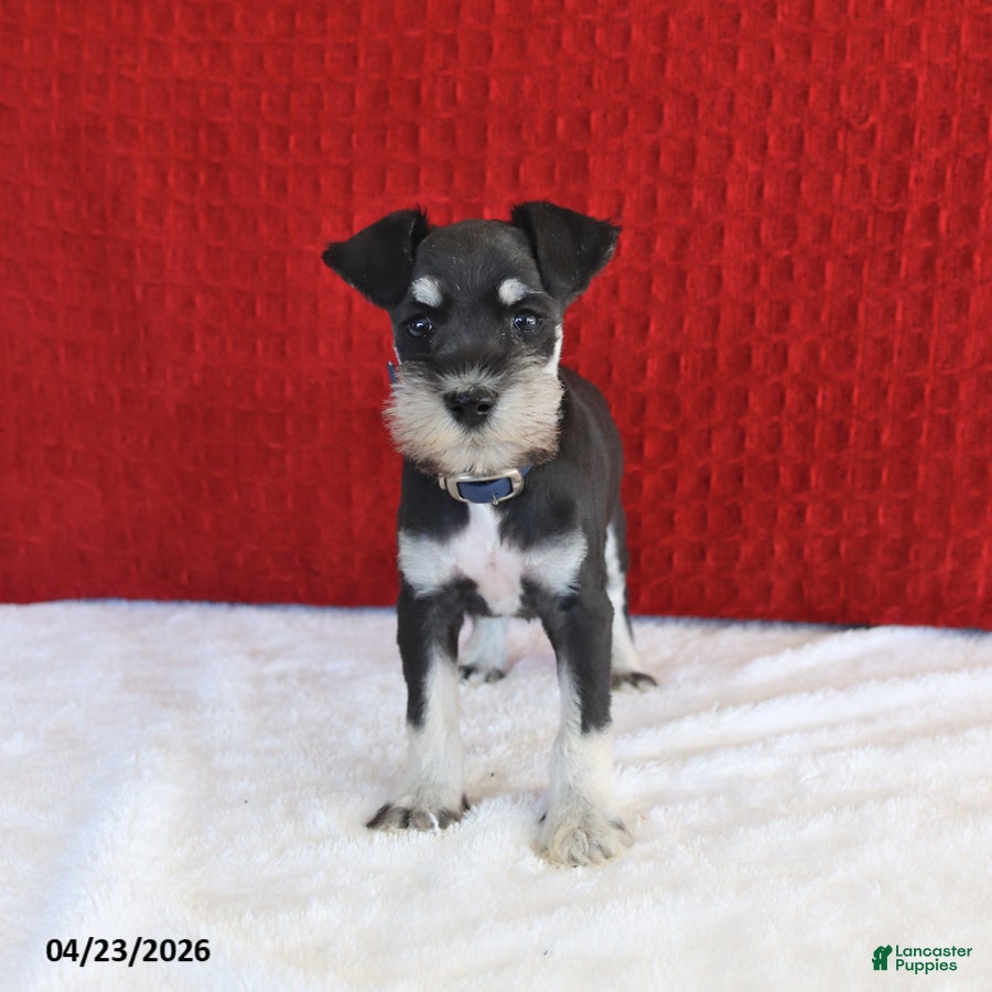 Miniature Schnauzer dogs Fluff  - Ad 2