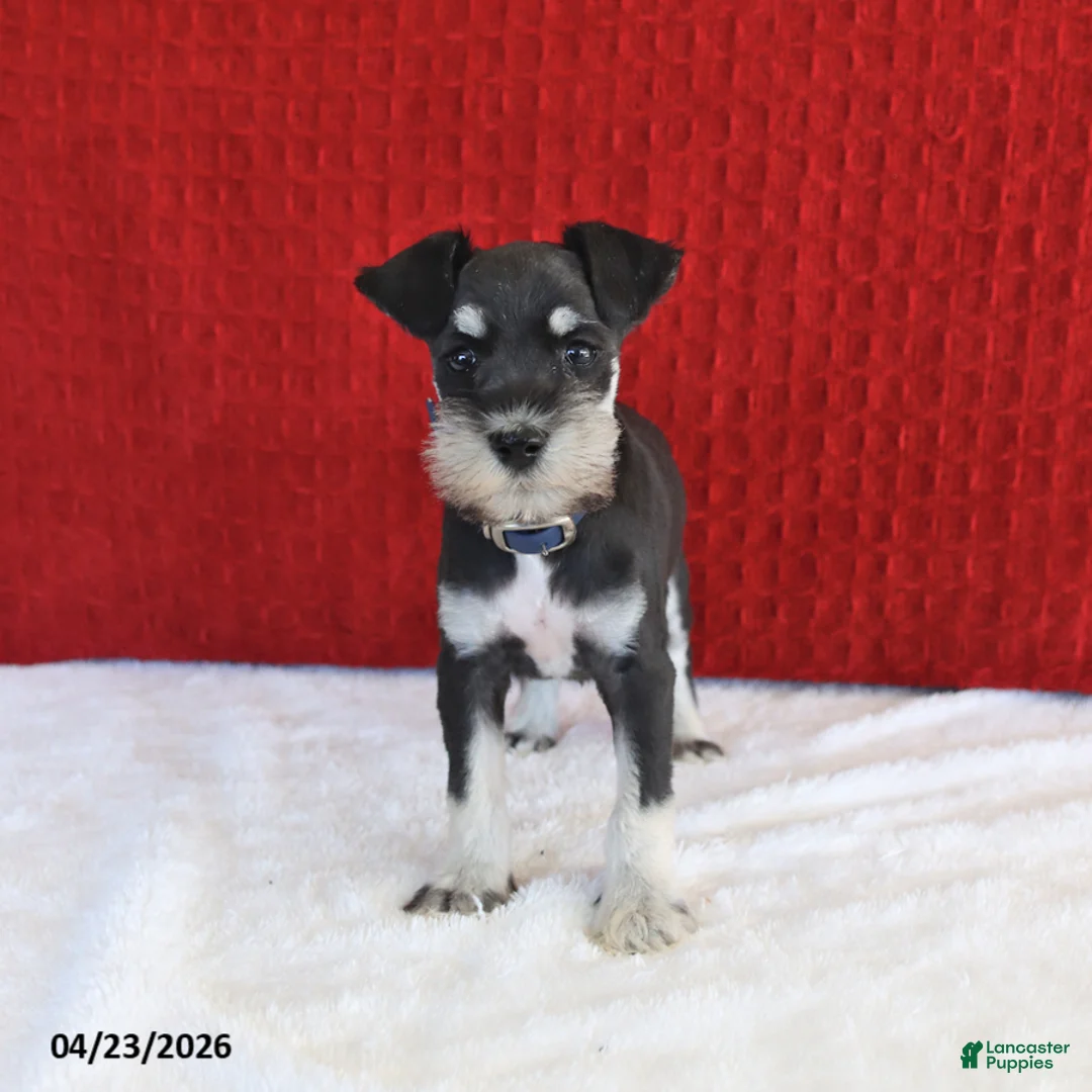 Miniature Schnauzer dogs for sale: Fluff  - Ad 2