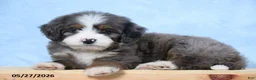 Mini Bernedoodle dogs for sale: Warrior - Ad 4