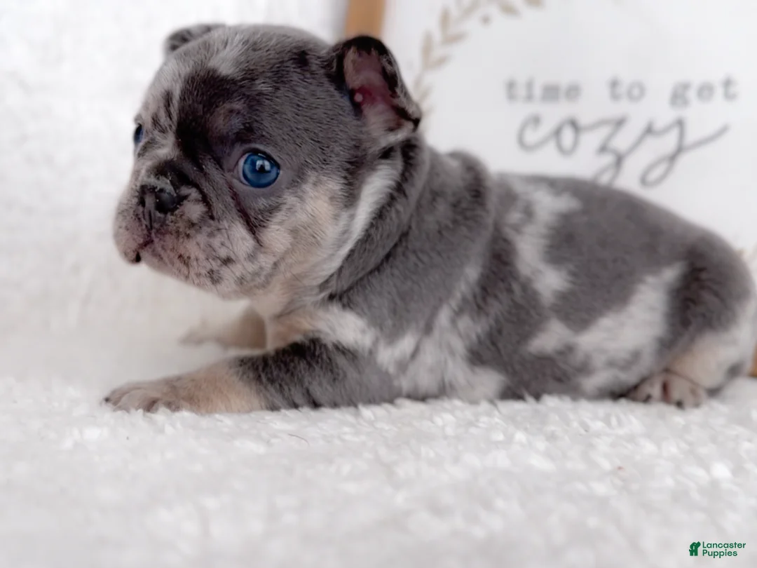 French Bulldog dogs for sale: Chip - Ad 1