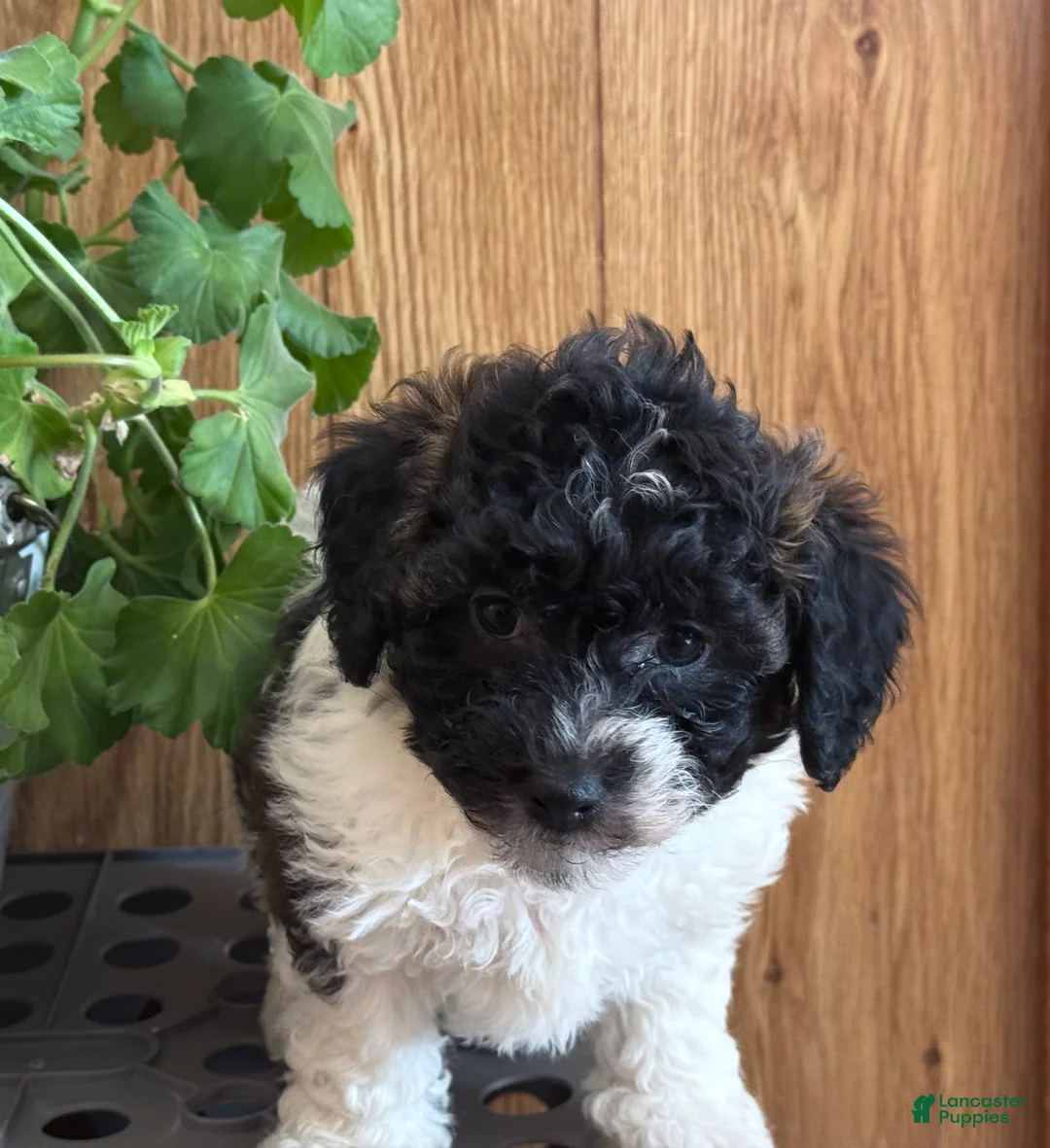 Bichpoo dogs for sale: Bandit - Ad 9