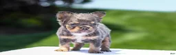French Bulldog dogs for sale: Jason - Ad 7