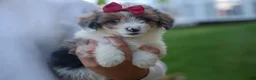 Corgipoo dogs for sale: NANCY - Ad 16