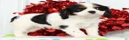 Cavalier King Charles Spaniel dogs for sale: Freddy - Ad 3