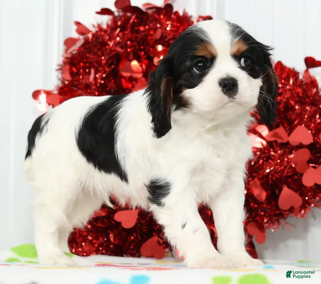 Cavalier King Charles Spaniel dogs for sale: Freddy - Ad 3