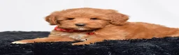 Mini Goldendoodle dogs for sale: Ms. Mackenzie  - Ad 6