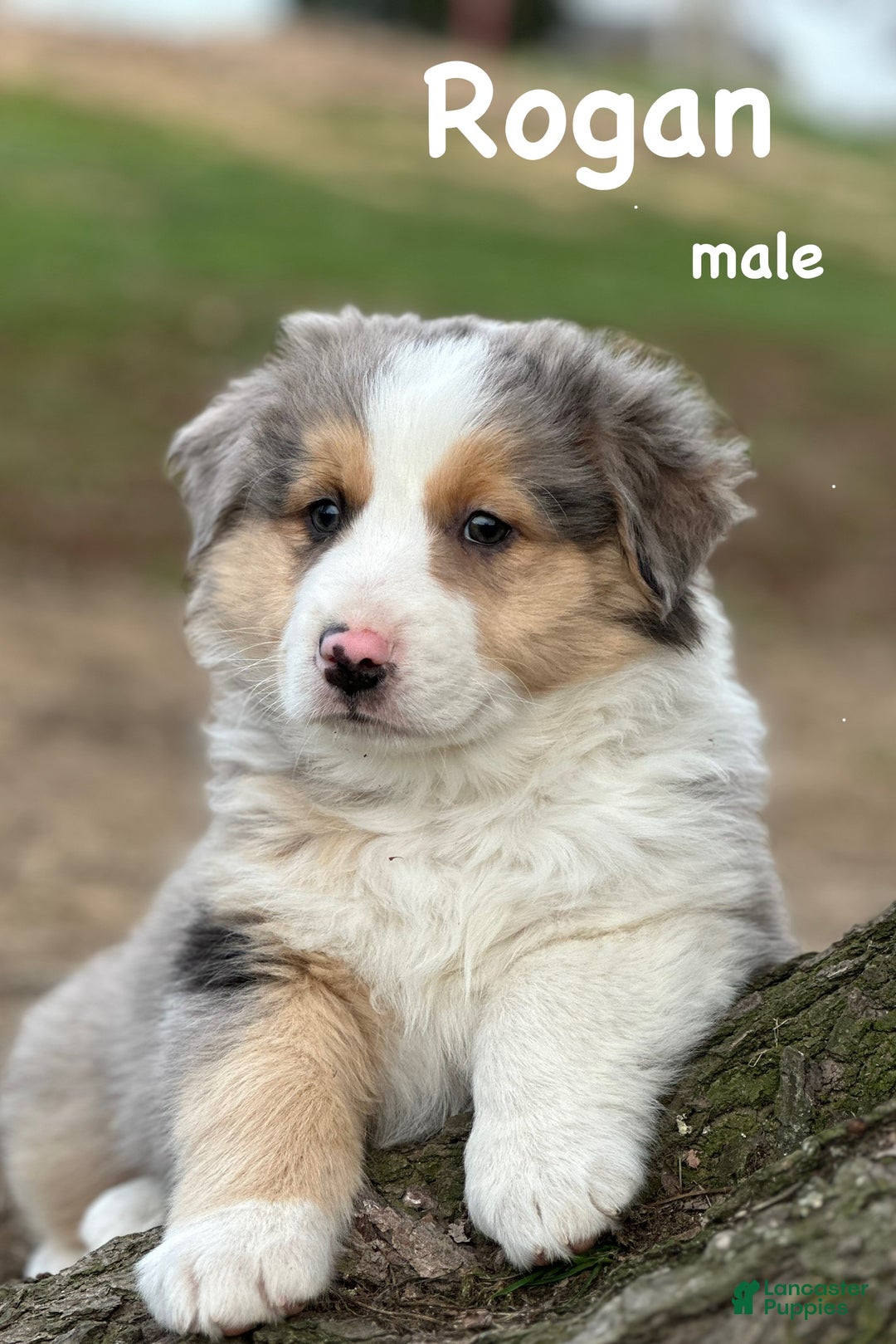Australian Shepherd dogs for sale: Rogan - Ad 1