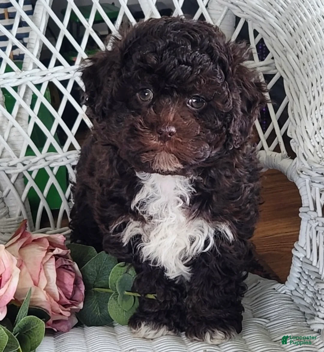 Maltipoo dogs for sale: Harvey - Ad 6