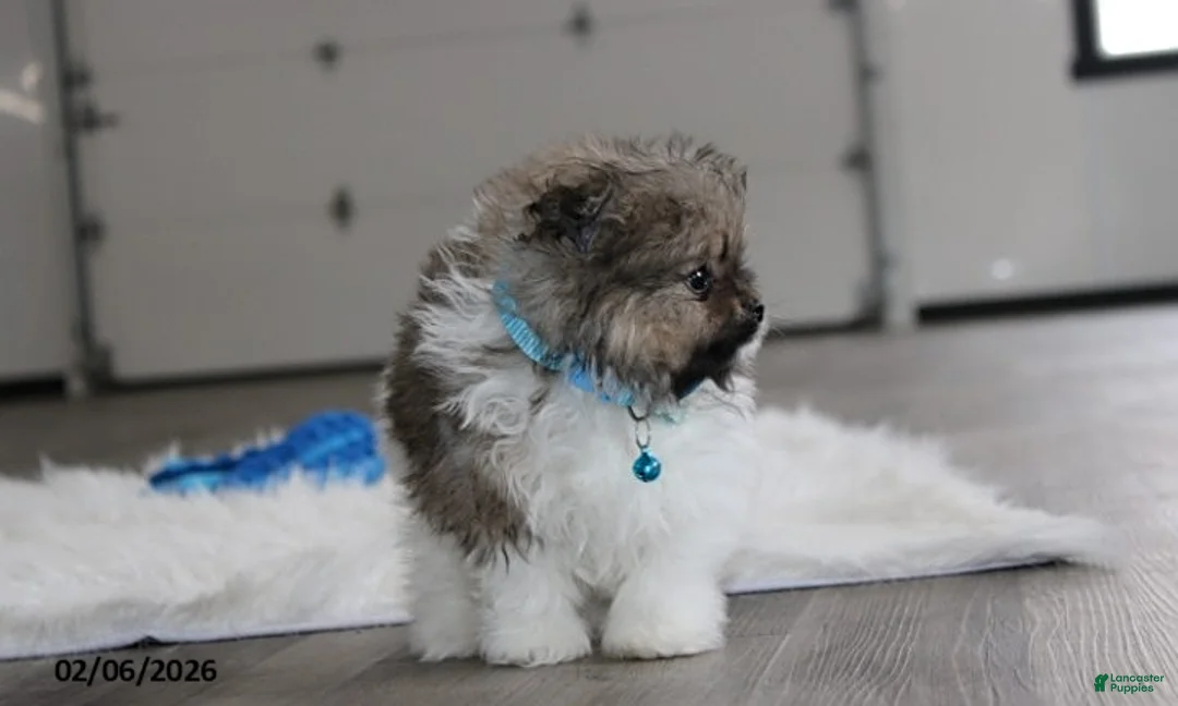 Pomeranian dogs for sale: Teddy - Ad 3