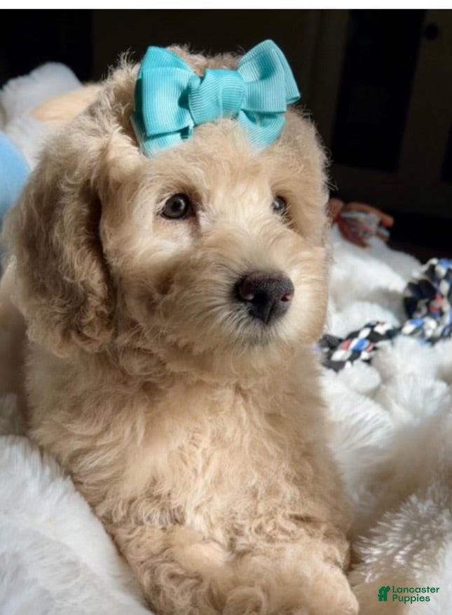 Australian Labradoodle dogs Katie - Ad 1