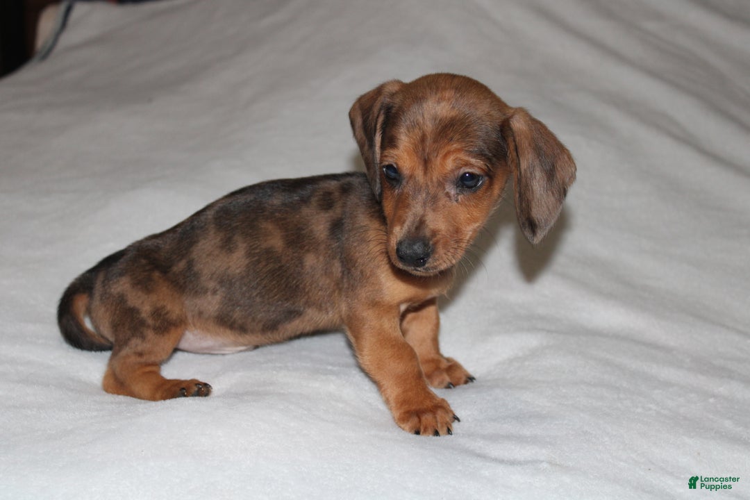 Miniature Dachshund dogs for sale: Frank Mini  - Ad 8