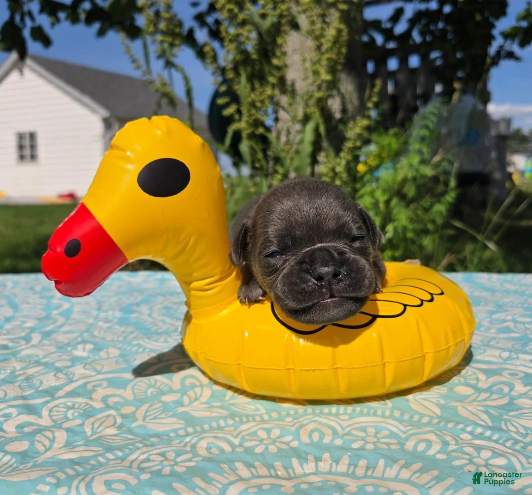 Olde English Bulldogge dogs for sale: Porter - Ad 6