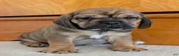 Puggle dogs for sale: Chase  - Ad 5