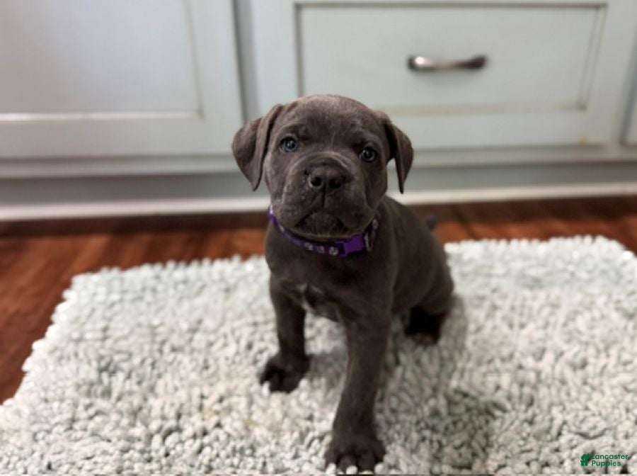 Cane Corso dogs Presley - Ad 1