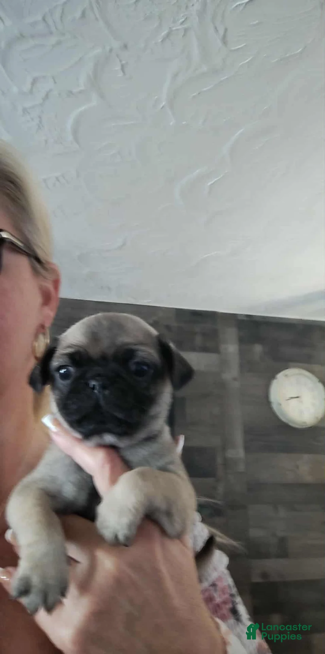 Pug dogs for sale: Halo - Ad 1