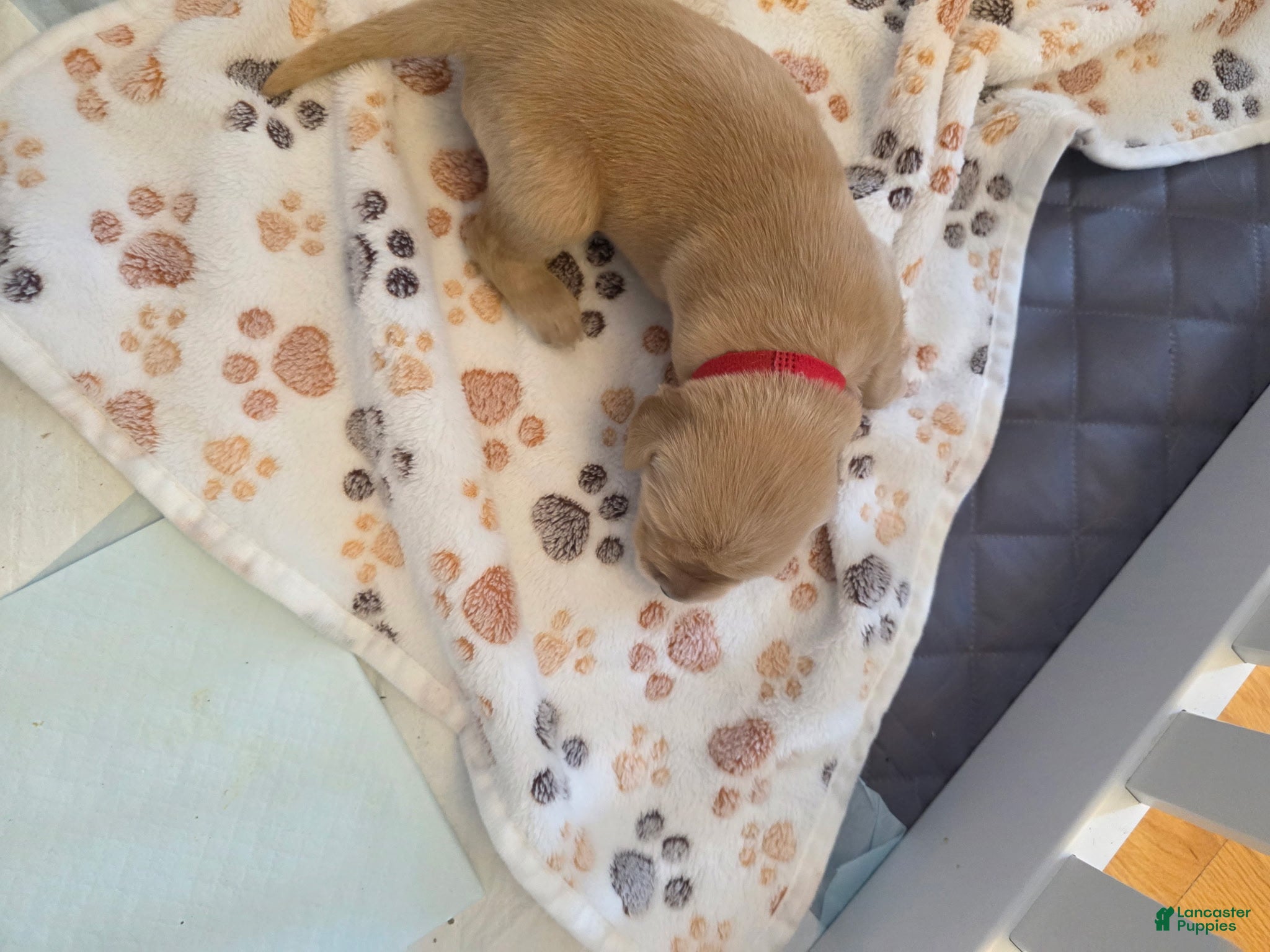 Golden Retriever dogs Red - Ad 20