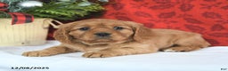 Miniature Golden Retriever dogs for sale: Carol  - Ad 4