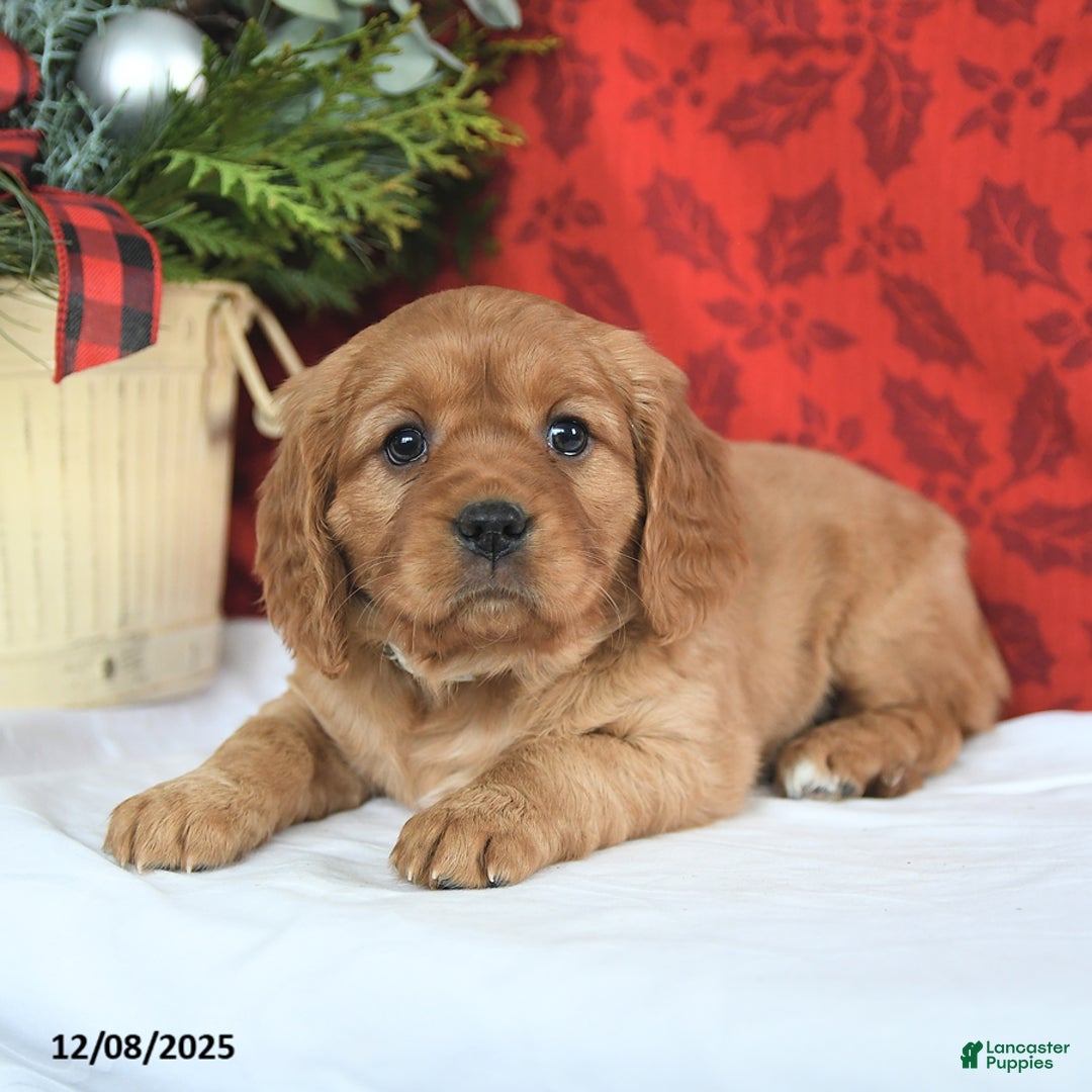 Miniature Golden Retriever dogs for sale: Carol  - Ad 4