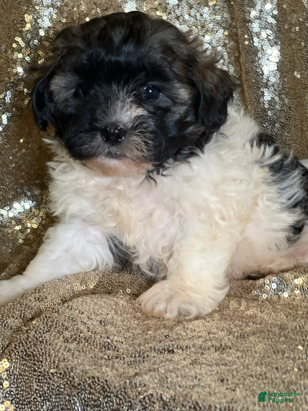 Shihpoo dogs for sale: Tony - Ad 2