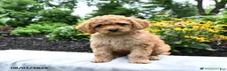 Cockapoo dogs for sale: Faith - Ad 20
