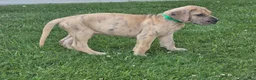 Great Dane dogs for sale: Schofield - Ad 11