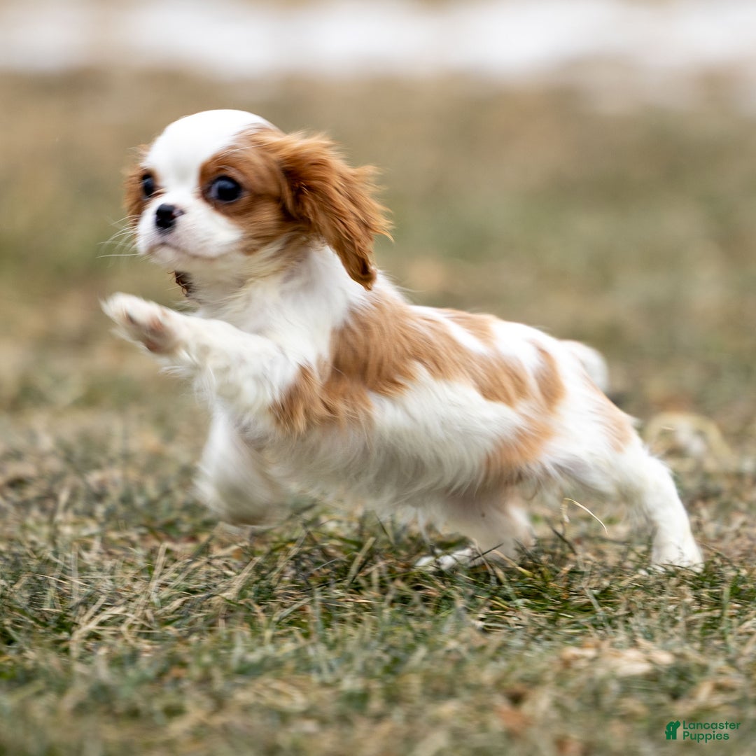 Cavalier King Charles Spaniel dogs for sale: Zoey - Ad 5