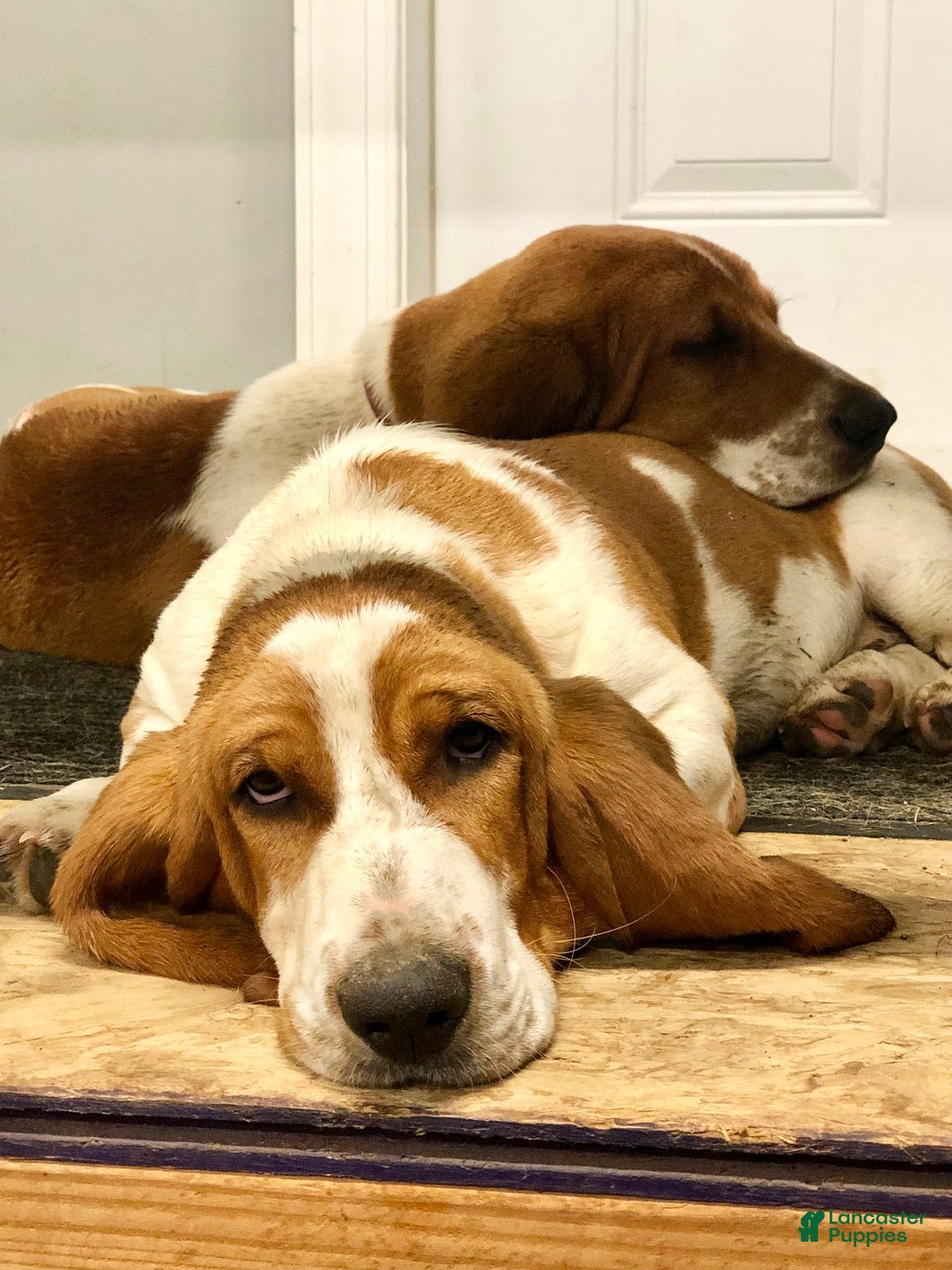Basset Hound dogs for sale: Nelly - Ad 5