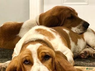 Basset Hound dogs Thelma - Ad 13