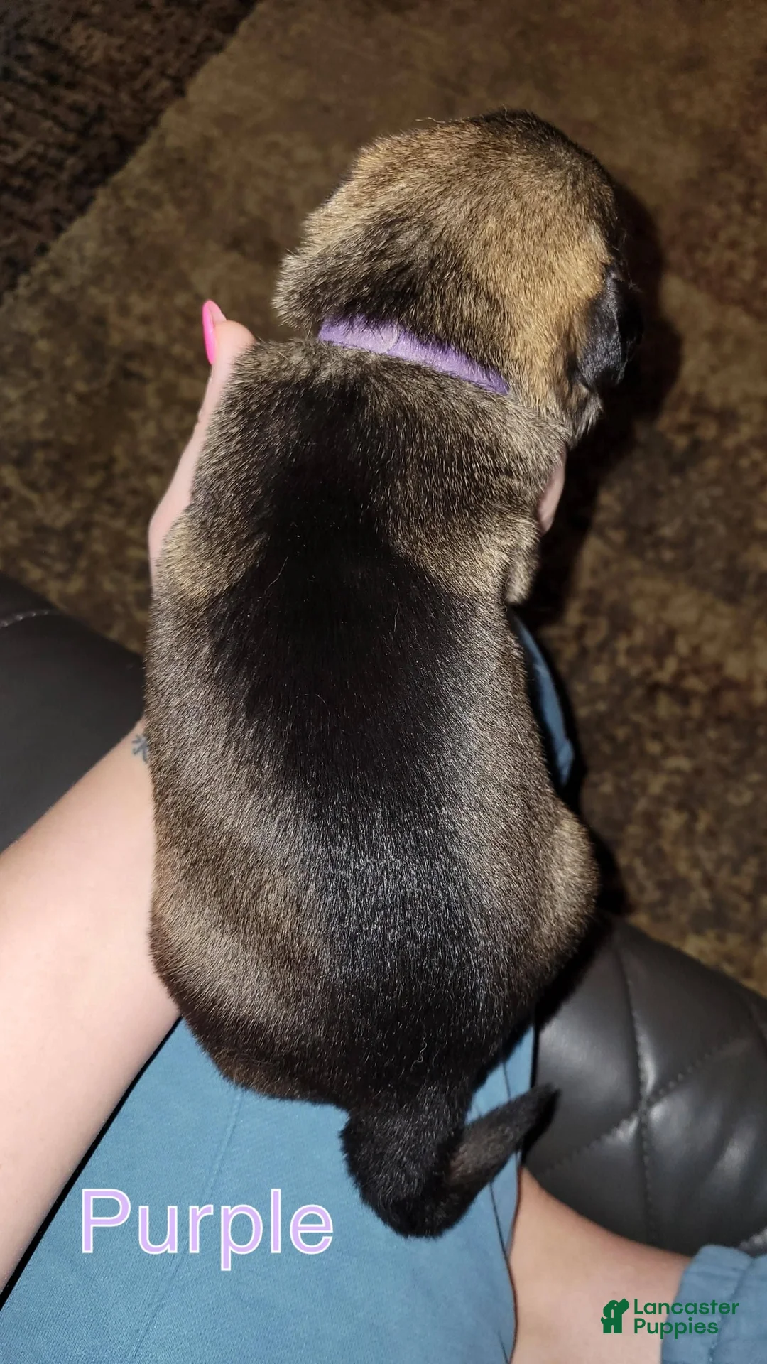 German Shepherd dogs for sale: Akc German Shepherds. 5 BOYS & 5 GIRLS Available! - Ad 19