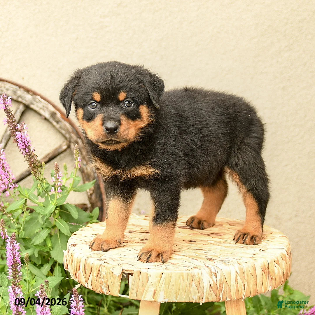 Rottweiler dogs for sale: Robby - Ad 1