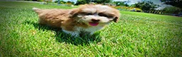 Havapoo dogs for sale: Doodles - Ad 10