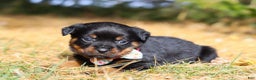 Rottweiler dogs for sale: Roxie - Ad 1