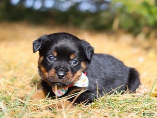 Rottweiler dogs Roxie - Ad 28