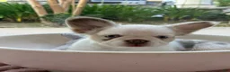 French Bulldog dogs for sale: French Bulldog Puppy 3 - Ad 2