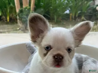 French Bulldog dogs French Bulldog Puppy 3 - Ad 2