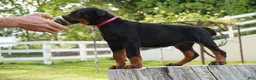 Doberman Pinscher dogs for sale: Macho - Ad 10
